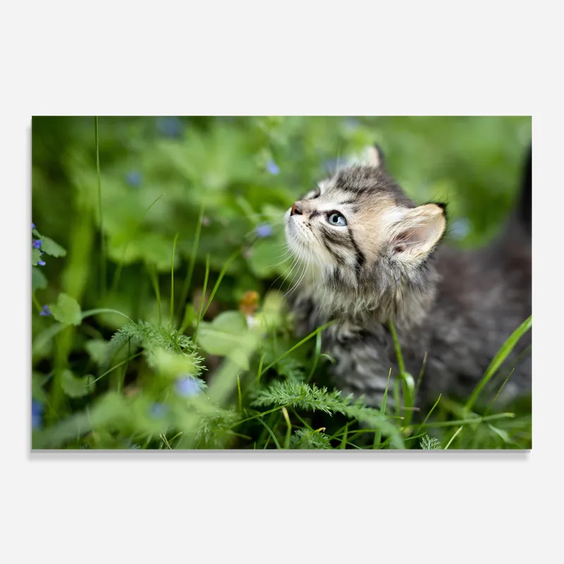 Küchenrückwand Glas Brown Baby Cat Neue Ware