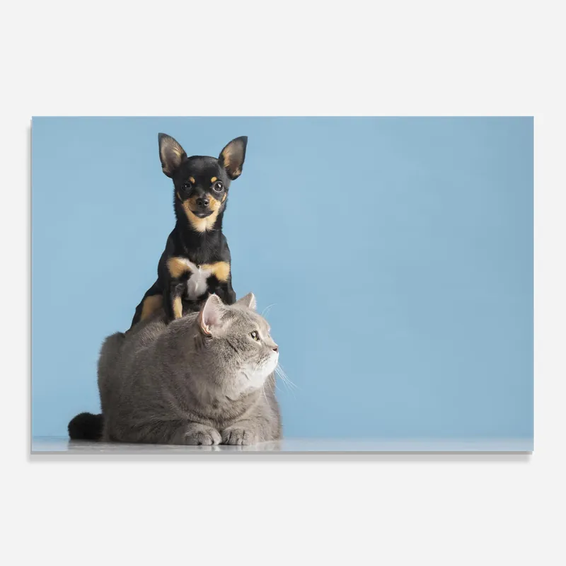 Küchenrückwand Glas Dog Grey Cat Top-Seller