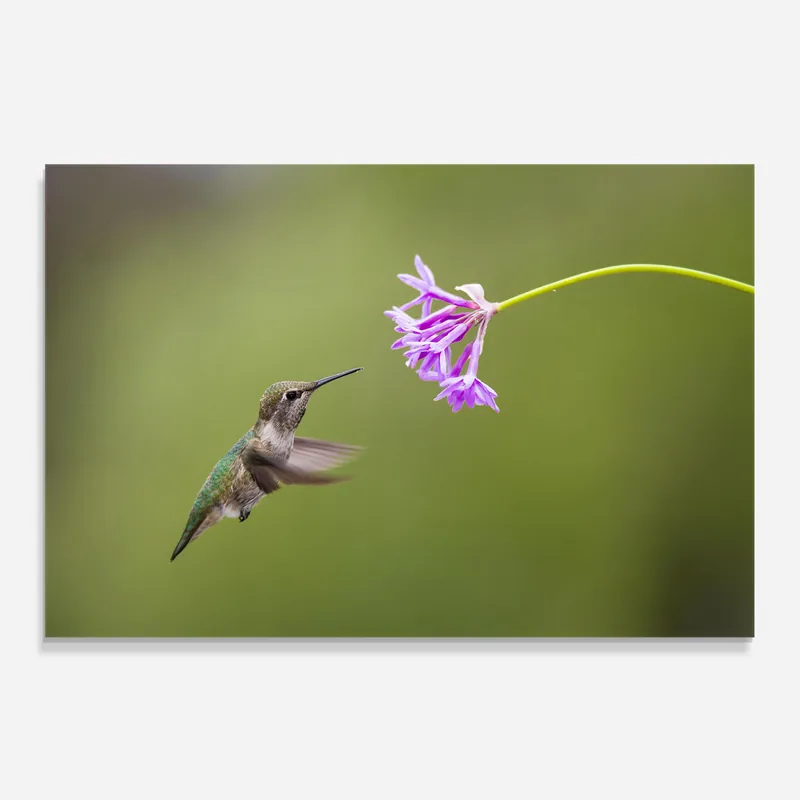 Knallerangebot Küchenrückwand Glas Cute Hummingbird