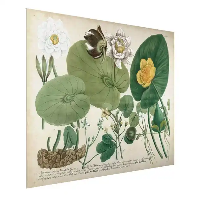 Kostenfreie Lieferung Vintage Illustration Weiße Wasserlilie