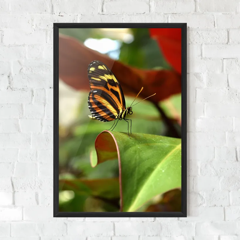 Markenware Gerahmte Poster Orange Yellow Butterfly