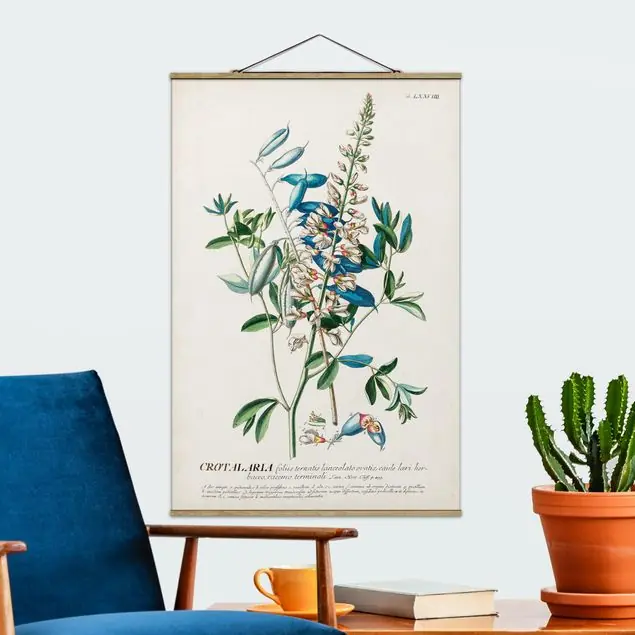 Vintage Botanik Illustration Hülsenfrüchte Kostenloser Rückversand