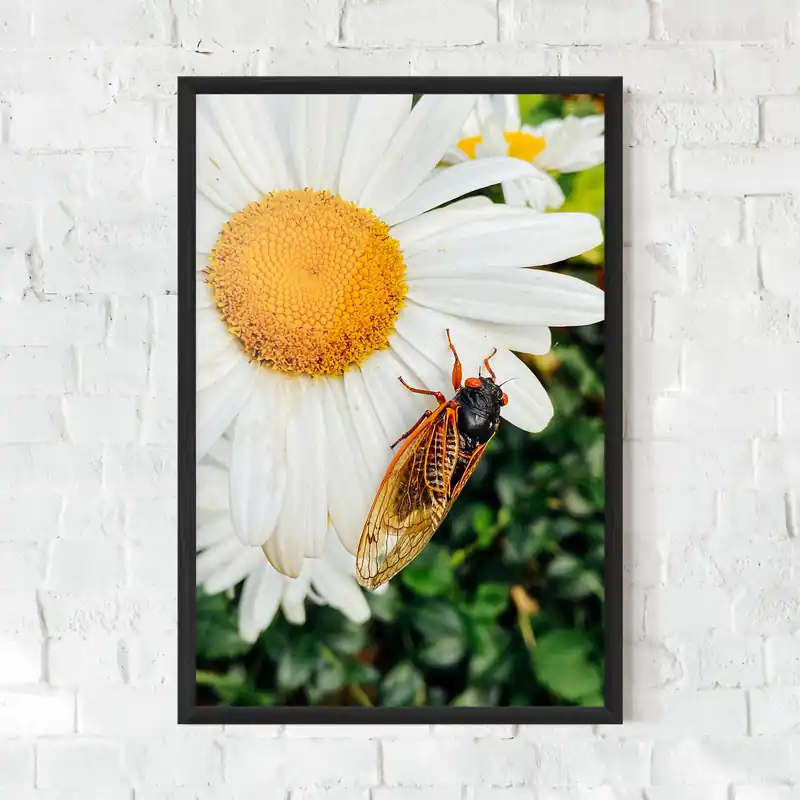 Schneller Versand Gerahmte Poster Bug On The Daisy