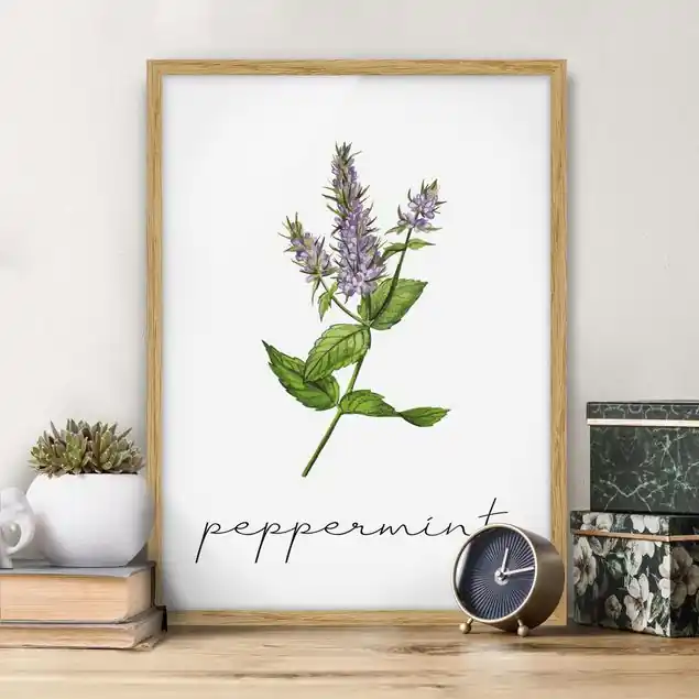 Kräuter Illustration Pfefferminze Sichere Zahlung