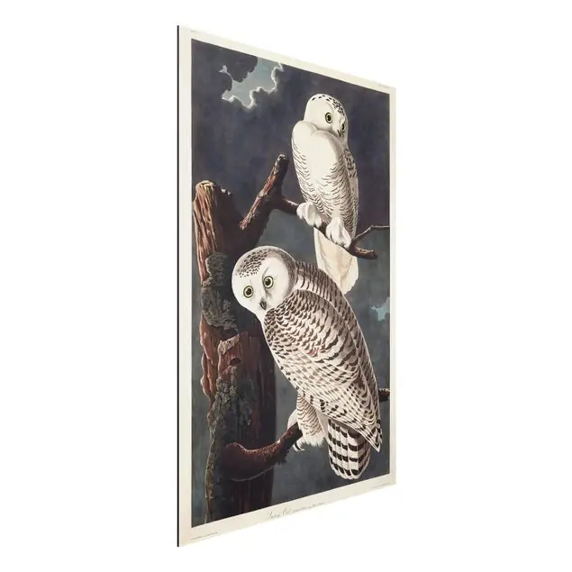 Sichere Zahlung Vintage Lehrtafel Schneeeule