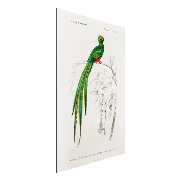 Vintage Lehrtafel Tropischer Vogel I Top-Angebot