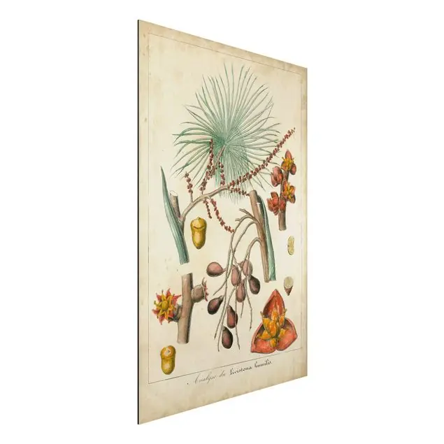 Must-Have Vintage Lehrtafel Exotische Palmen III
