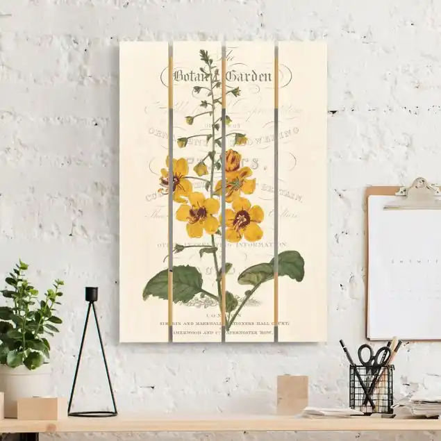 Botanisches Tableau - Königskerze Finale Aktion