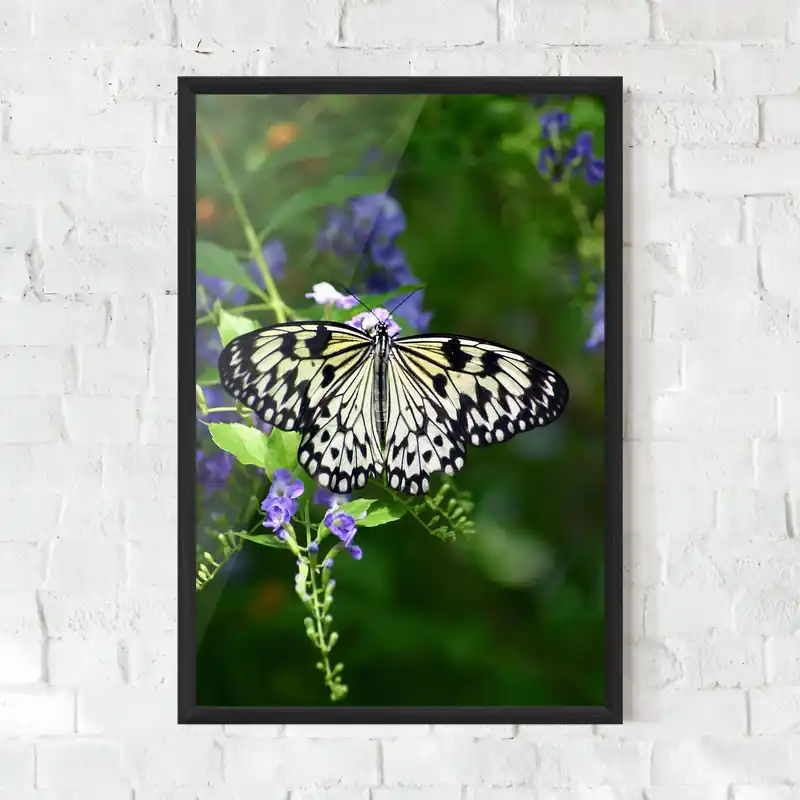 Direkt Vom Hersteller Gerahmte Poster Pretty White Butterfly