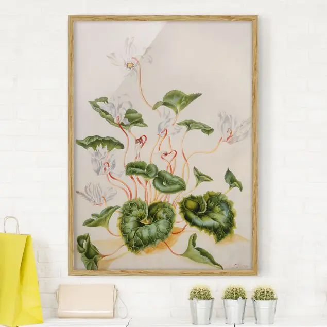 Anna Maria Sibylla Merian - Weiße Veilchen Abverkauf