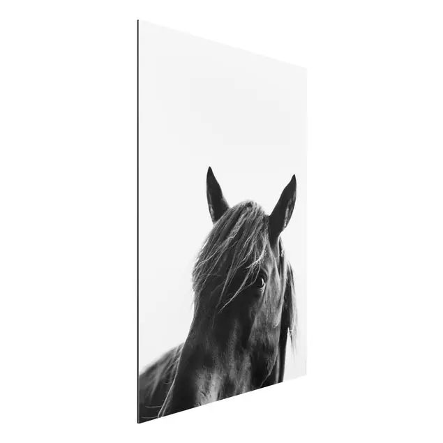 Top-Preis Neugieriges Pferd