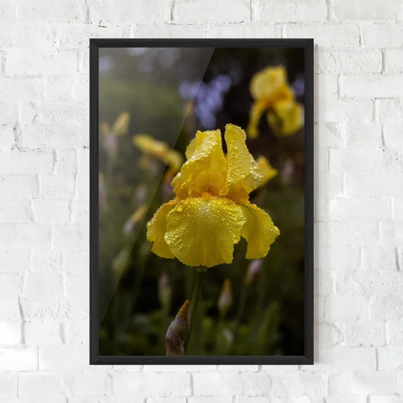 Gerahmte Poster Yellow Iris After Rain Neu Im Sortiment