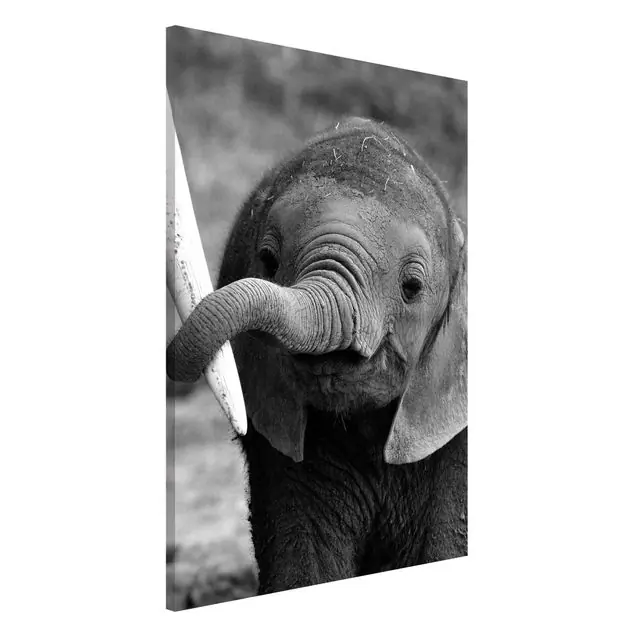 Saisonangebot Elefantenbaby
