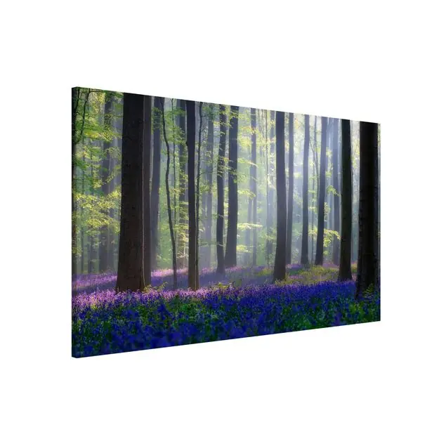 Frühlingstag im Wald Jetzt Kaufen