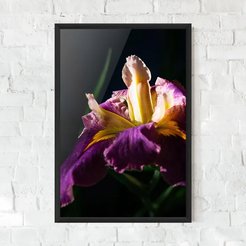 Heißes Angebot Gerahmte Poster Pastel Yellow Iris