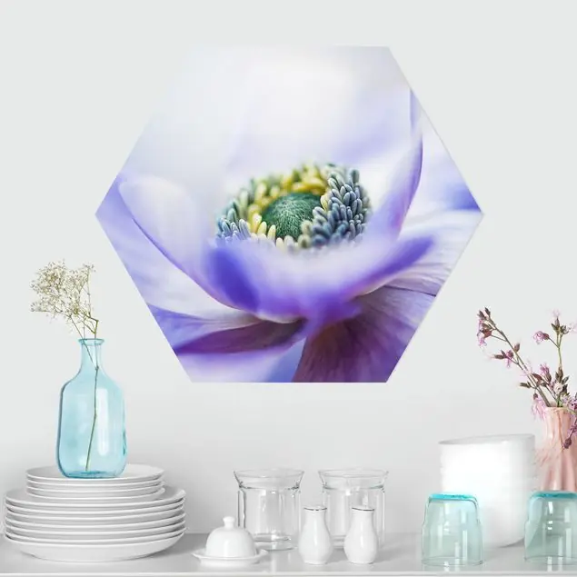 Anemone De Caen Rabatt
