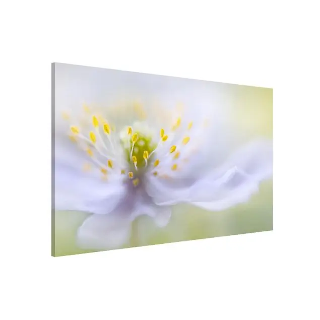 Sichere Zahlung Anemonen Schönheit
