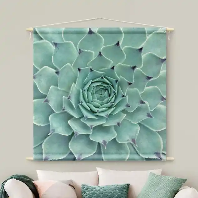 Kaktus Agave Sonderangebot