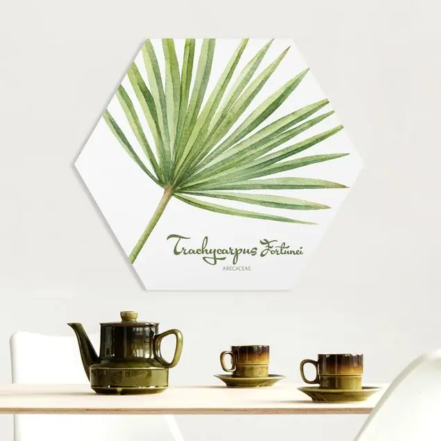 Angebot Aquarell Botanik Trachycarpus fortunei