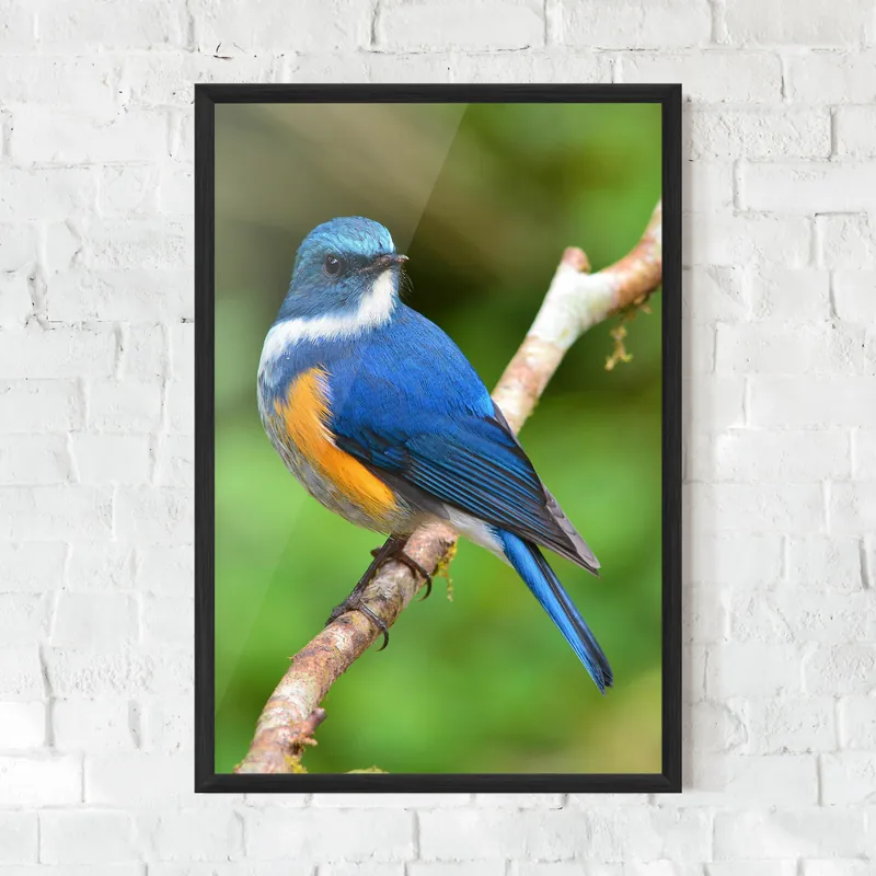 Wochenendangebot Gerahmte Poster Himalayan Bird