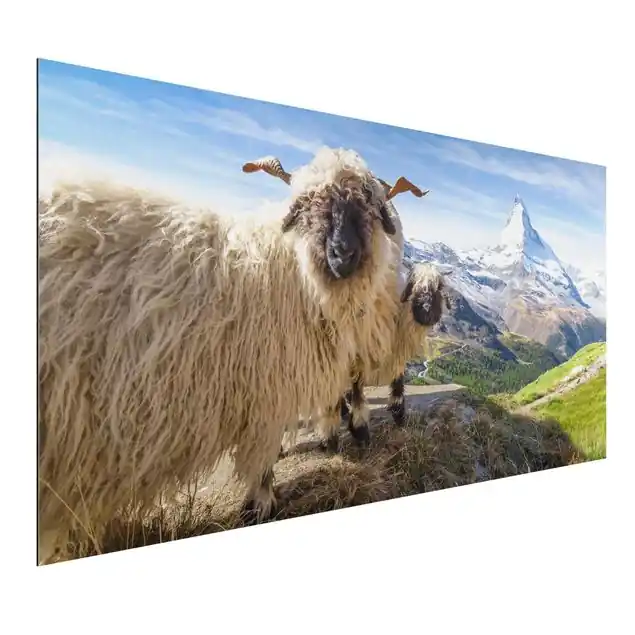 Direkt Vom Hersteller Schwarznasenschafe von Zermatt