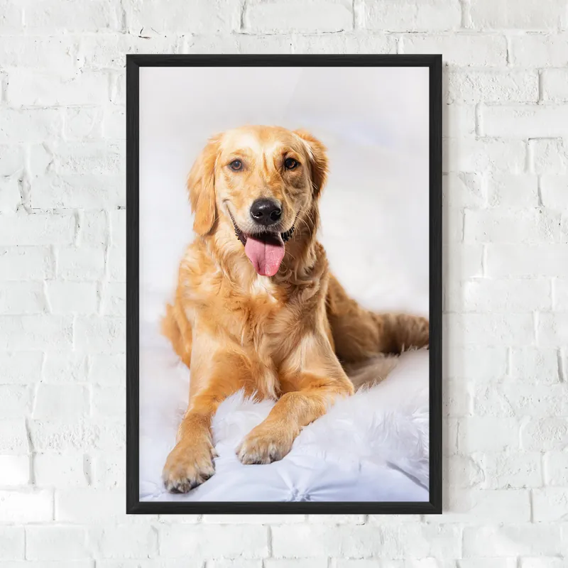 Gerahmte Poster Beautiful Gold Dog Sale