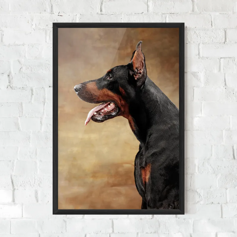 Nur Für Kurze Zeit Gerahmte Poster Doberman Pinscher