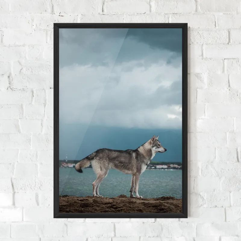 Sofort Bestellen Gerahmte Poster Grey Wolf Looking