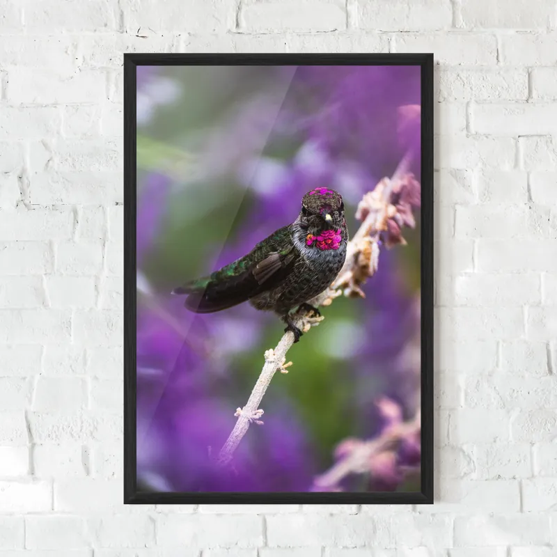 Aktuell Gerahmte Poster Purple Bird