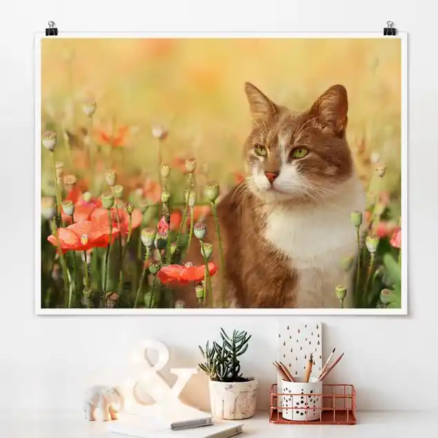 Sonderangebot Katze im Mohnfeld