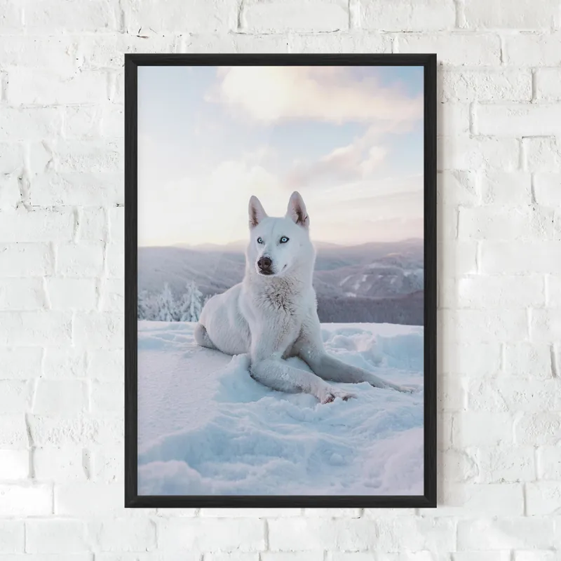 Top-Seller Gerahmte Poster White Husky
