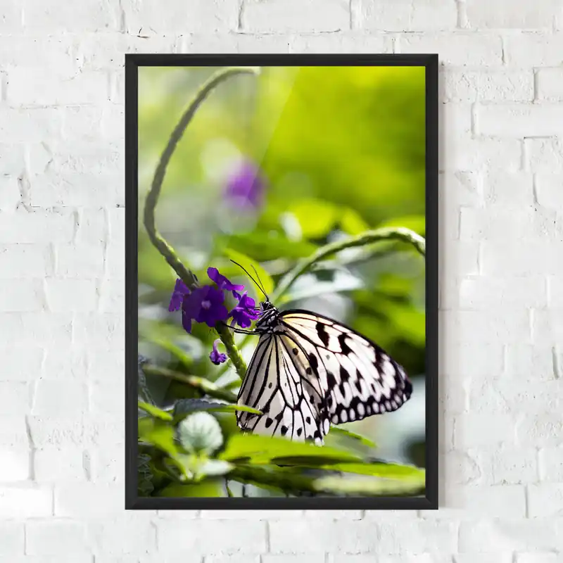 Top-Preis Gerahmte Poster White Black Butterfly