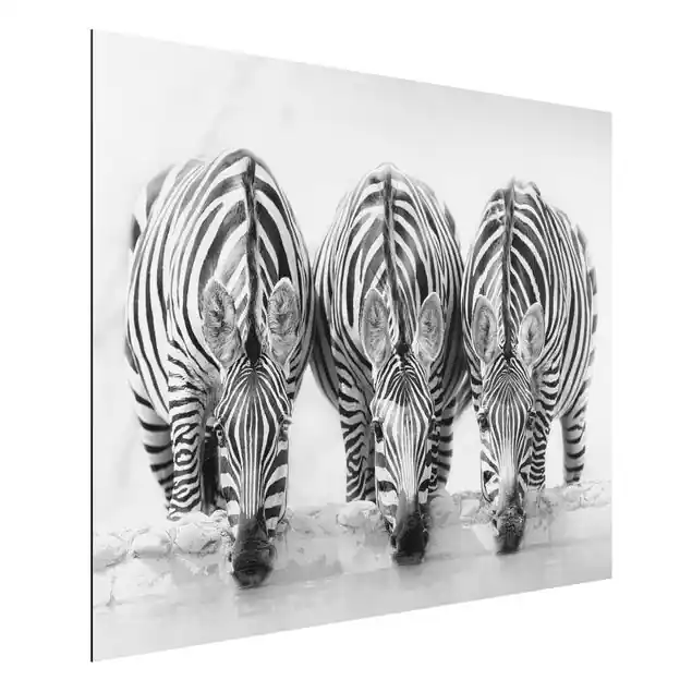 Knallerangebot Zebra Trio schwarz-weiß