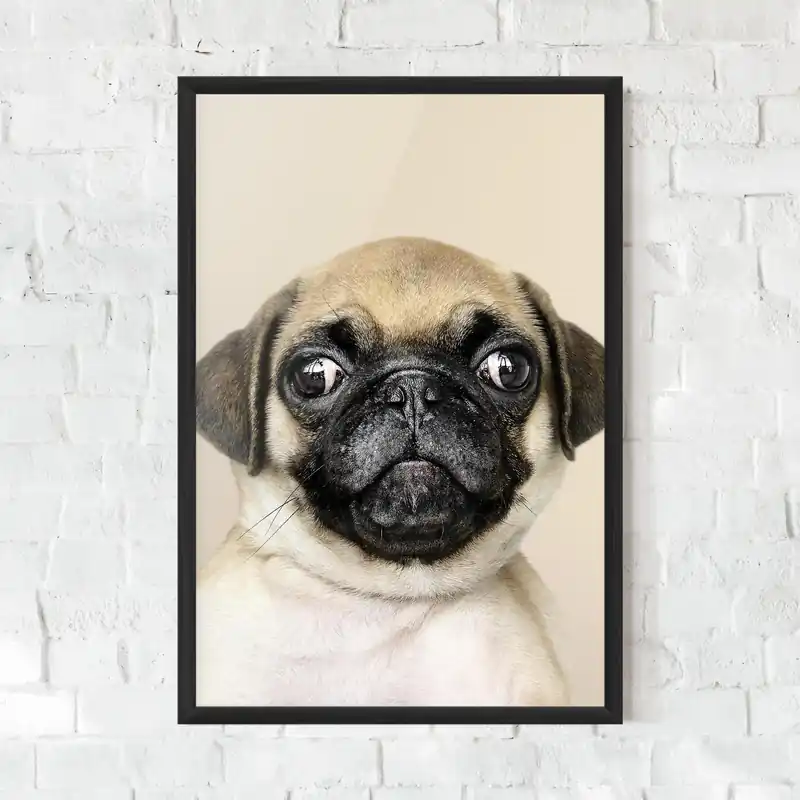 Gerahmte Poster Funny Looking Dog Must-Have