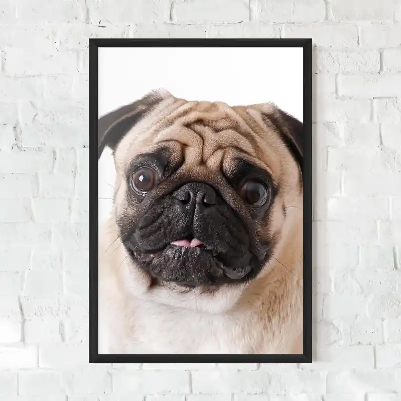 Preis Gesenkt Gerahmte Poster Funny Pug Dog