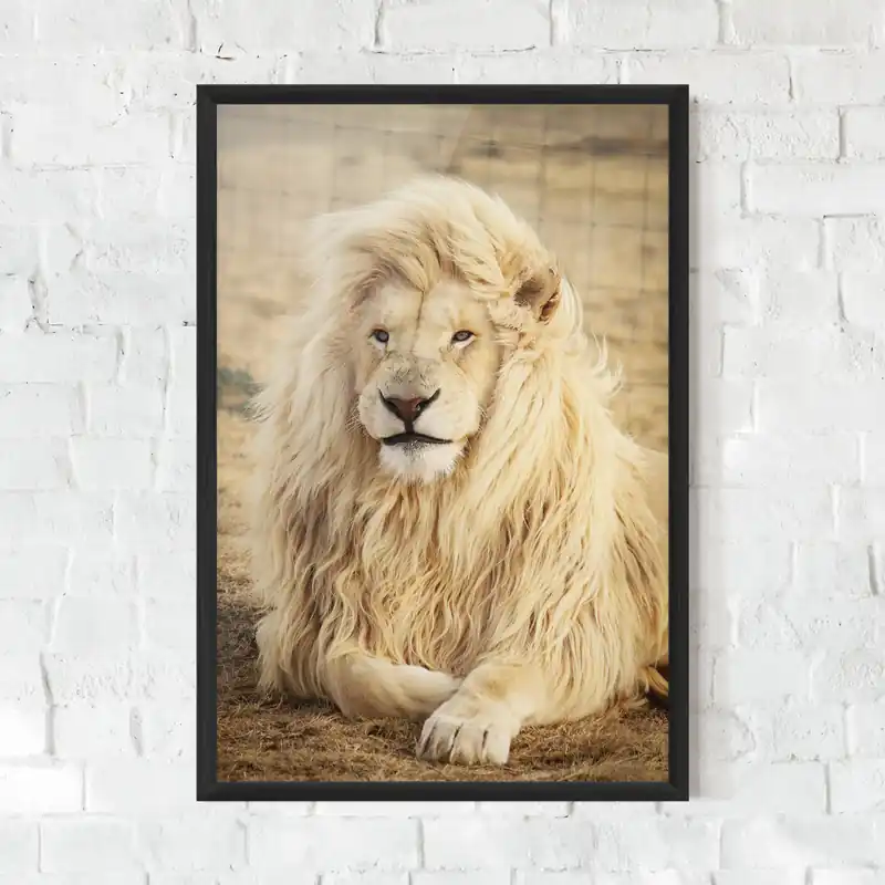 Gerahmte Poster White Lion Preisreduziert