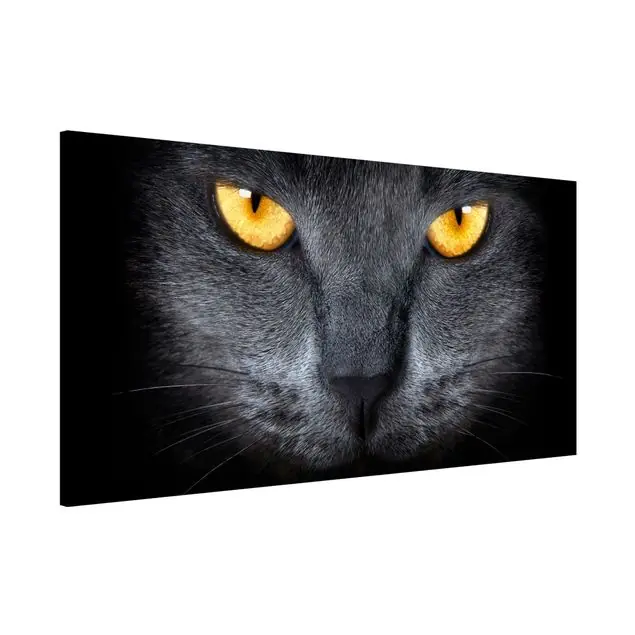 Cats Gaze Neue Kollektion