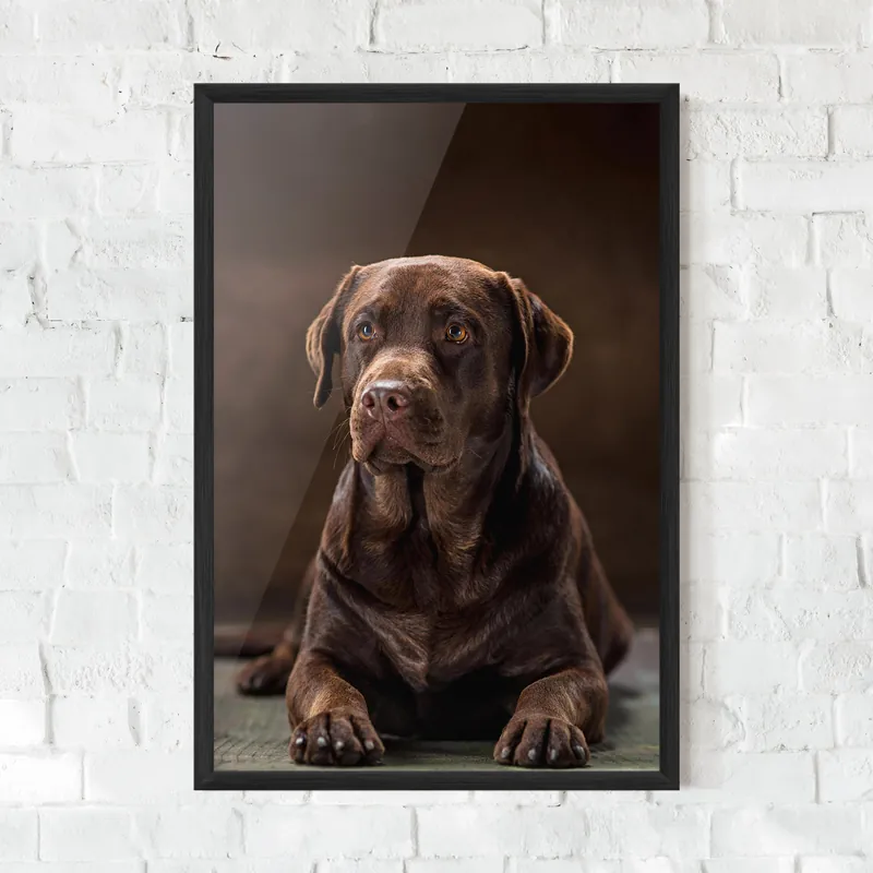 Schneller Versand Gerahmte Poster Brown Labrador Dog