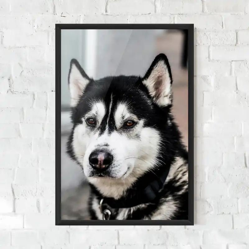 Super-Preis Gerahmte Poster Husky Dog