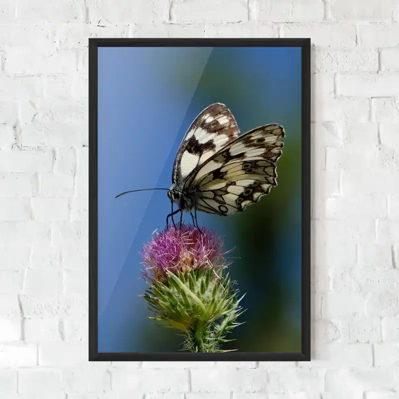 Gerahmte Poster Grey White Butterfly Super-Preis