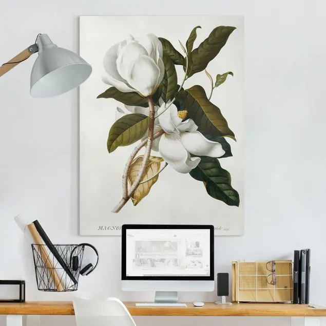 Georg Dionysius Ehret - Magnolie Gratis Versand