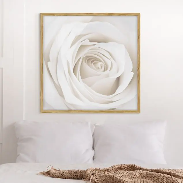 Pretty White Rose Sichere Zahlung