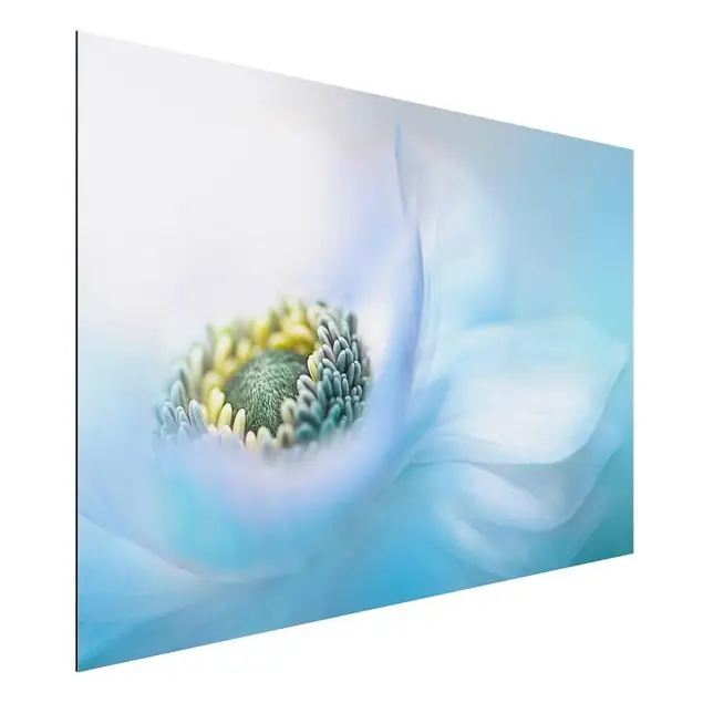 Anemone auf dem Fluss Ausverkauf