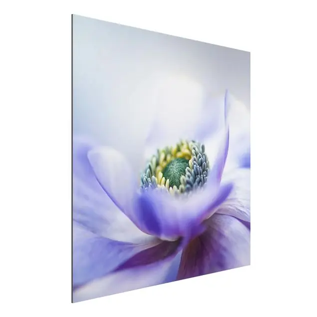 Saisonangebot Anemone De Caen