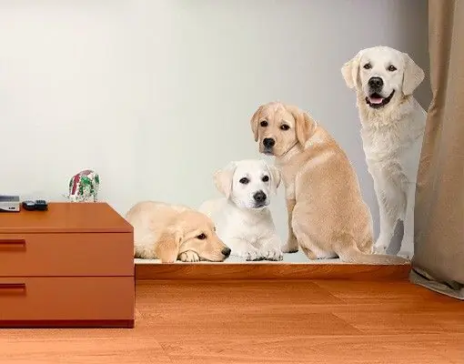 No.454 Portait of Labradors and Golden Retriever Wandtattoo Geprüft