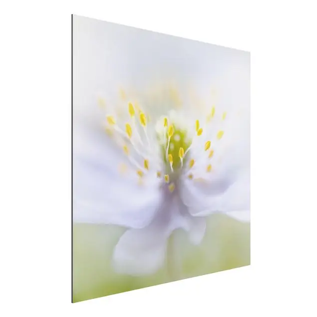 Preiswert Anemonen Schönheit