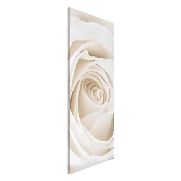 Highlight Pretty White Rose