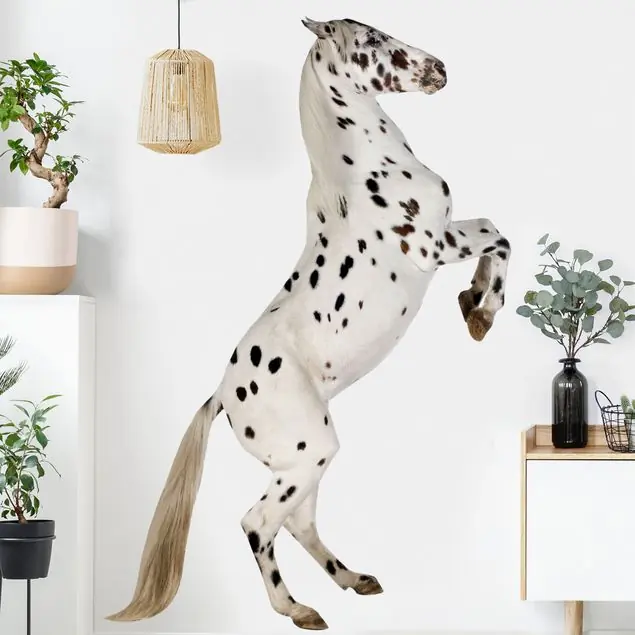Jetzt Kaufen Appaloosa Wandtattoo