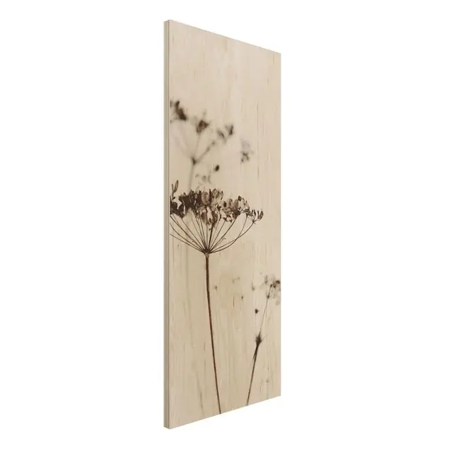 Geprüft Trockenblume im Schatten