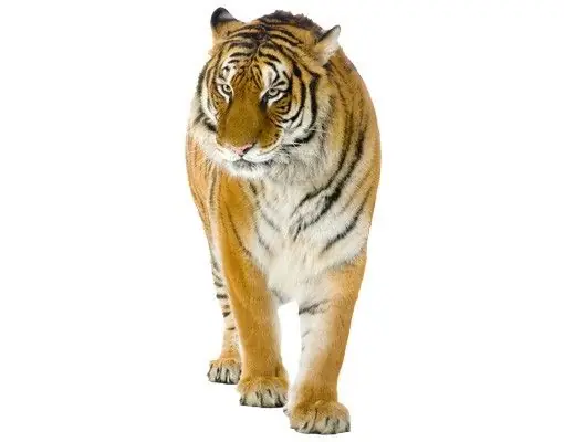 Kostenloser Rückversand No.128 Indischer Tiger Wandtattoo